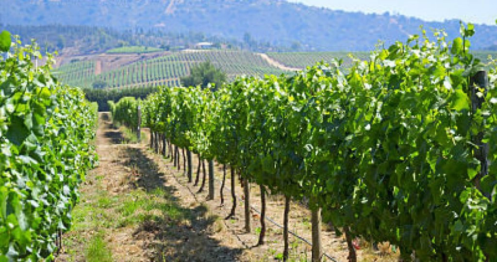 Casablanca y Leyda: blancos con sabor a mar