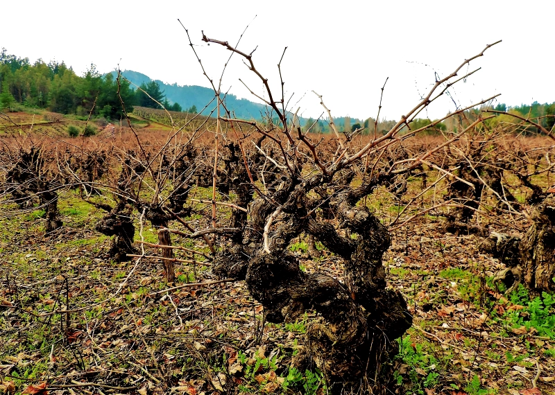 Valle del Itata: historia, pipeño y vino natural